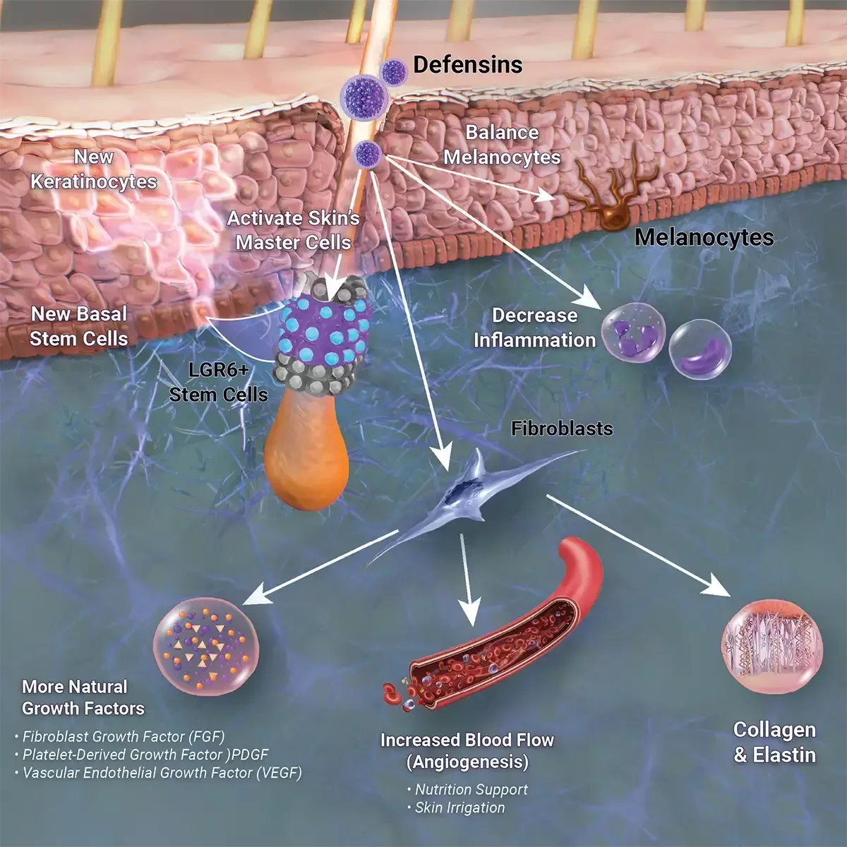 Defensin signaling in skin: LGR6+ stem cell activation, collagen, elastin, angiogenesis, growth factors, MC1R regulation for pigmentation, and decrease in inflammation